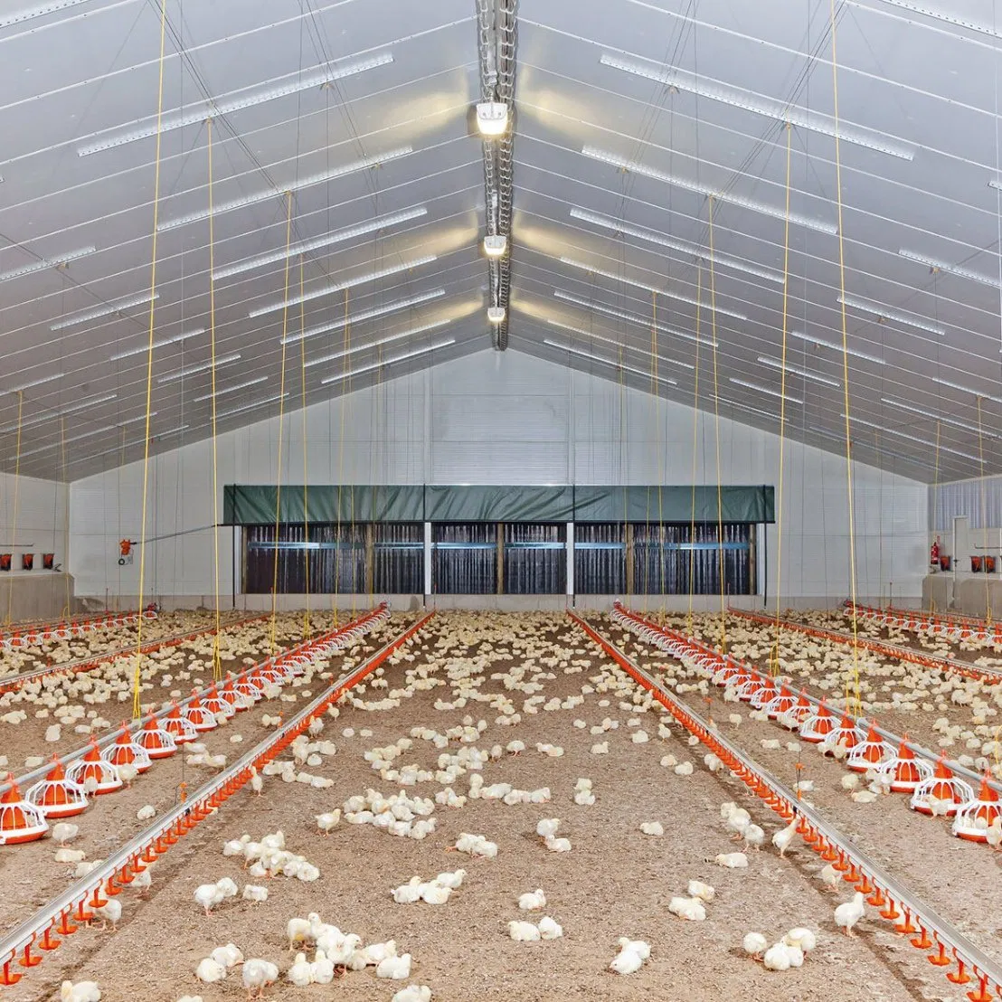 Broiler Floor Farming System with Auto Feeding Manure Removal