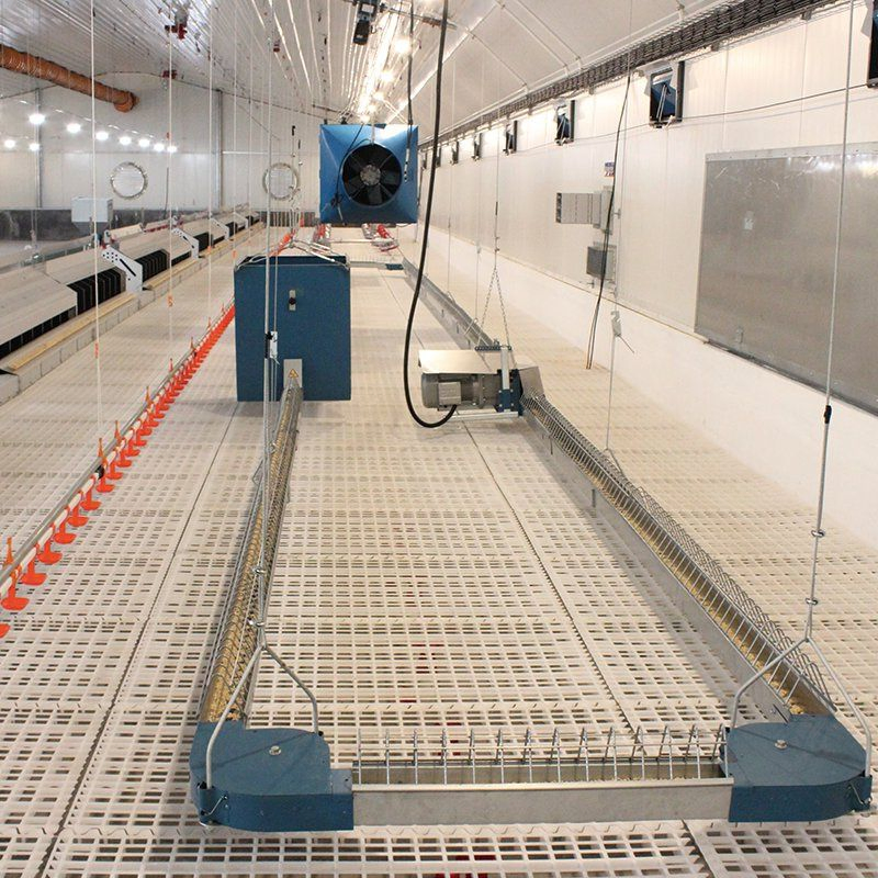Auto Flat Chain Feeding System for Breeder