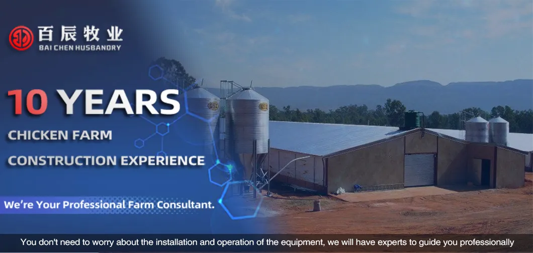 Advanced Poultry Breeder Feeding System for Optimal Growth