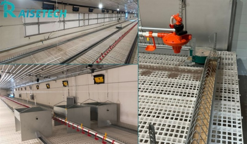 Advanced Chain Feeding System for Poultry Breeders - CE &amp; ISO Certified