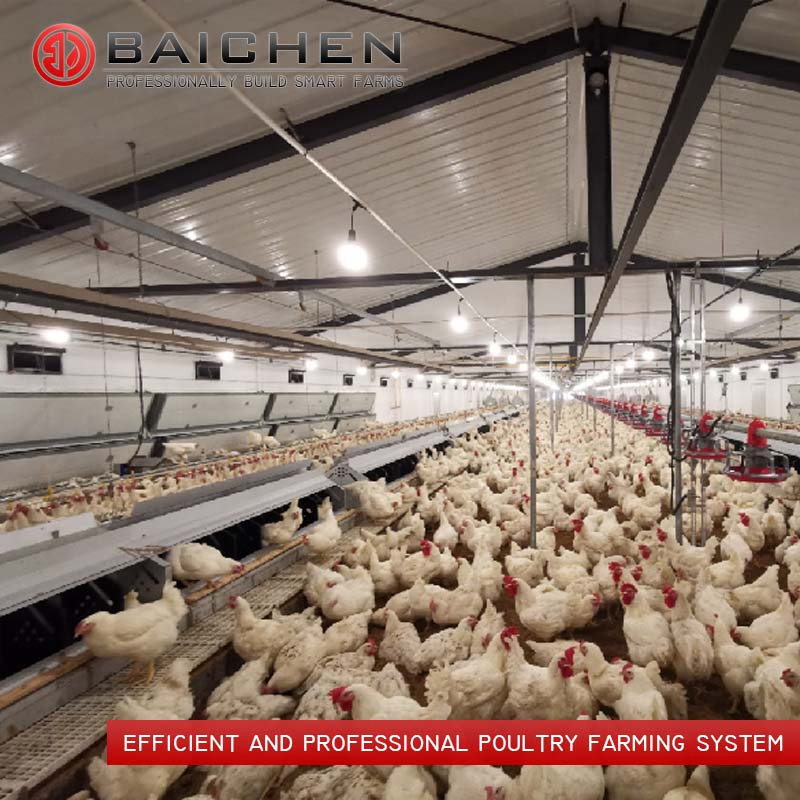 Advanced Poultry Breeder Feeding System for Optimal Growth