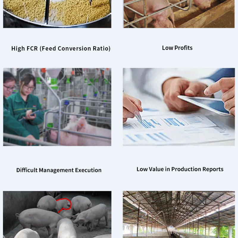Smart Pig Feeder Intelligent Automatic Swine Feeding System With App Remote Control &amp; Data Analysis For Pig Farm