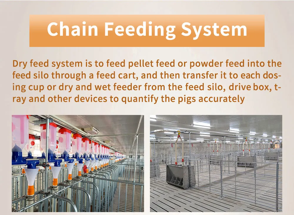 High Efficiency Equipment Automatic Pig Feeding System