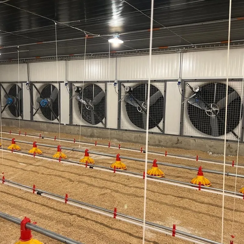 Broiler Floor Farming System with Auto Feeding Manure Removal