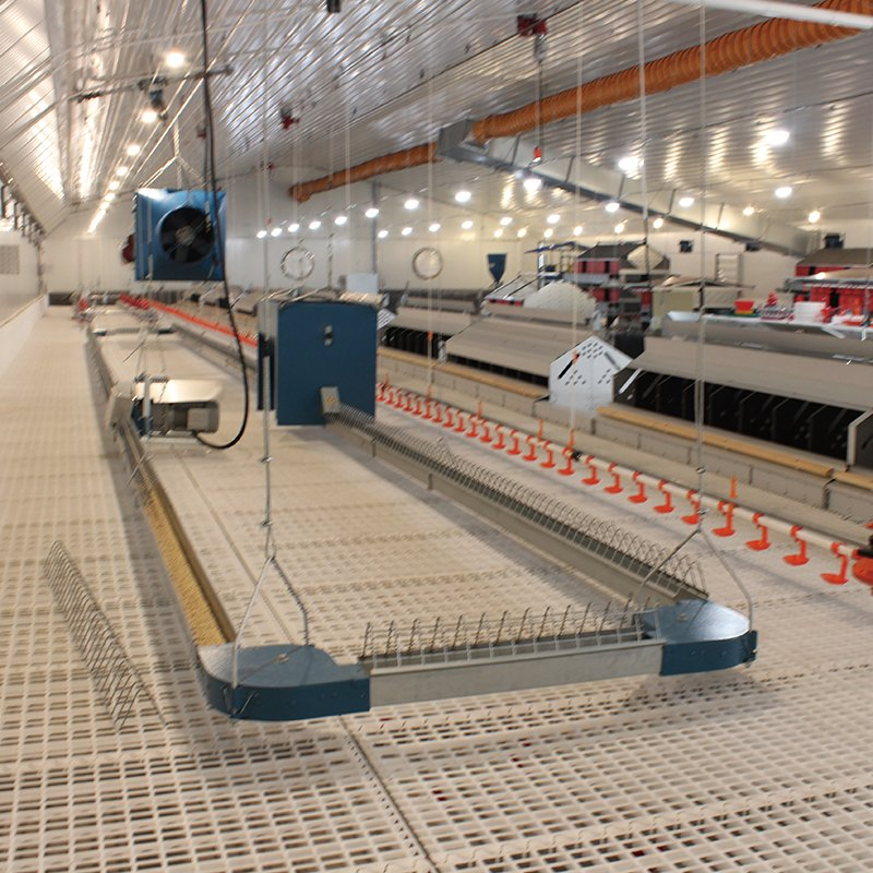 Auto Flat Chain Feeding System for Breeder