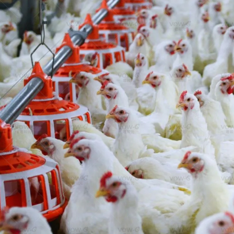 Poultry Chicken Breeder Floor Raising Hen Farm Chain Feeding System Equipment
