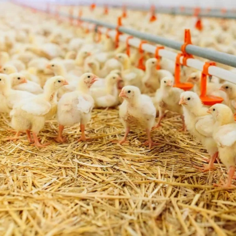Broiler Floor Farming System with Auto Feeding Manure Removal