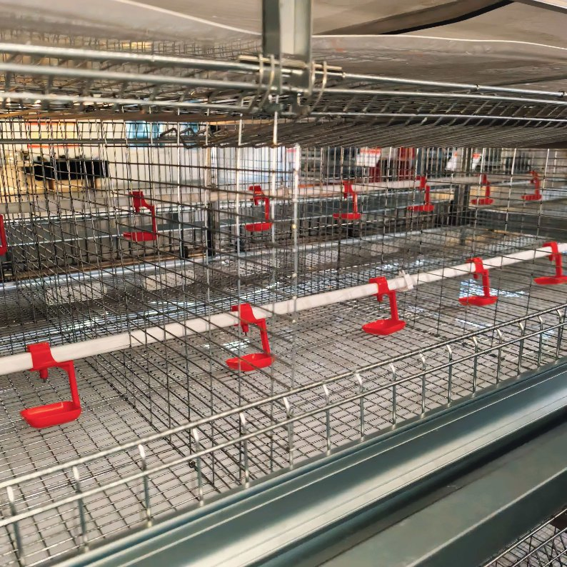 Thailand Layer Farm Water-Saving Nipple Drinker System Chicken Cage