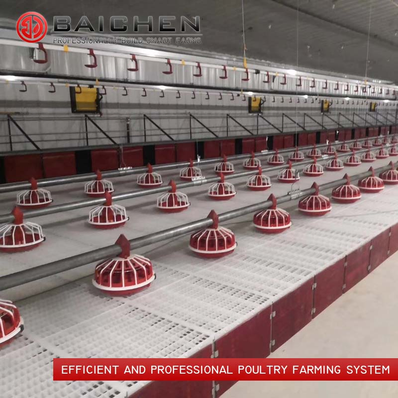 Advanced Poultry Breeder Feeding System for Optimal Growth