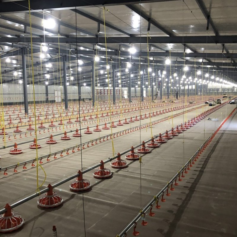 Zambia Broiler Farming Slatted Floor System with Automatic Feeding Pans &amp; Automatic Nipple Drinker