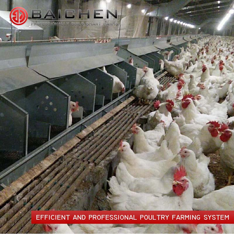 Advanced Poultry Breeder Feeding System for Optimal Growth