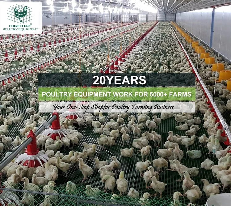 Poultry Farm Broilers Feeder Pan Equipment Fully Automatic Chicken Feeding Line System