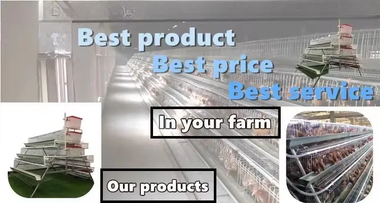 Automated Poultry Farming Feeding System with 14 Cells Stainless Steel