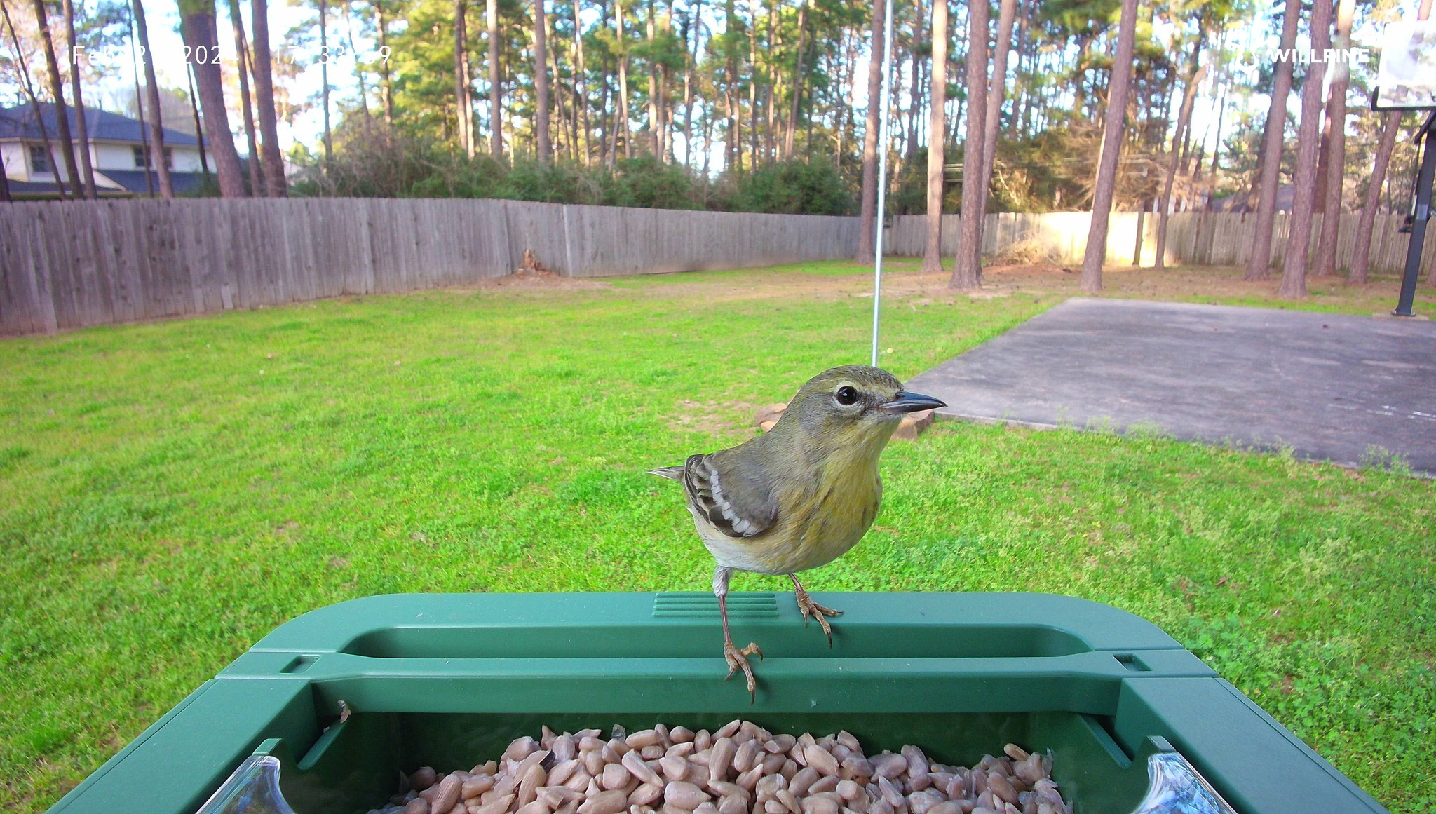 Bird Photo Night 1