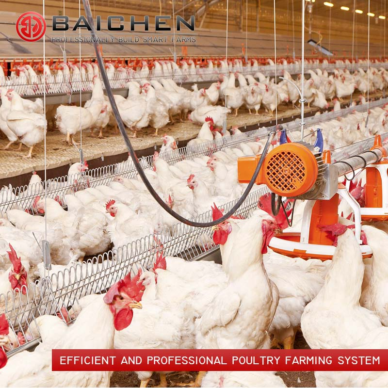 Advanced Poultry Breeder Feeding System for Optimal Growth