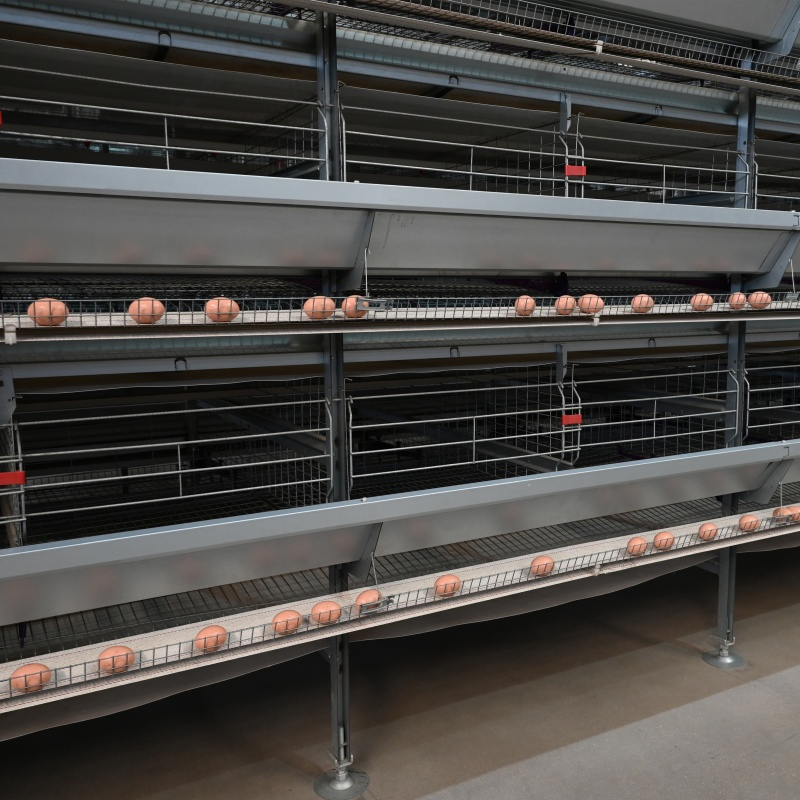 Thailand Layer Farm Water-Saving Nipple Drinker System Chicken Cage