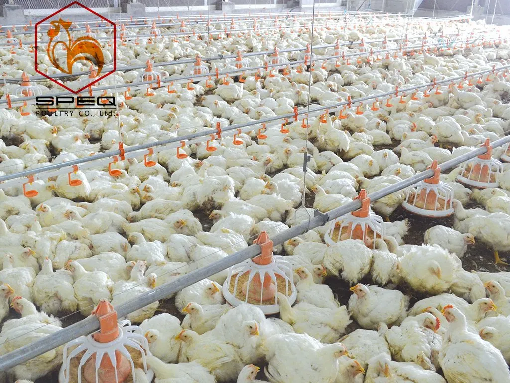 High-Efficiency Automatic Auger Feeding System for Broiler Farms