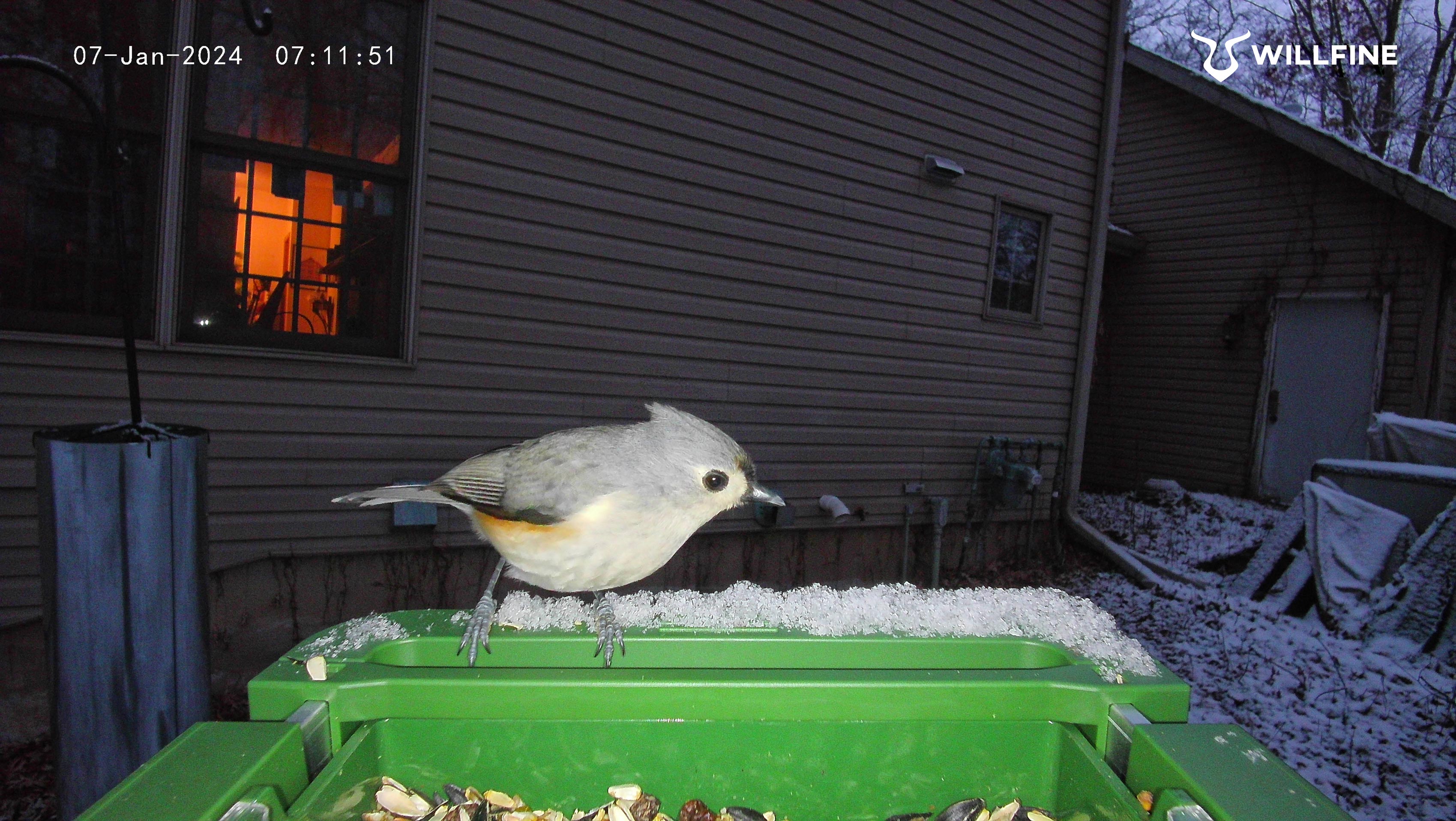 Bird Photo Daytime 2
