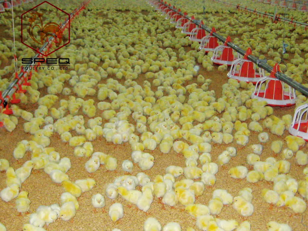 High-Efficiency Automatic Auger Feeding System for Broiler Farms