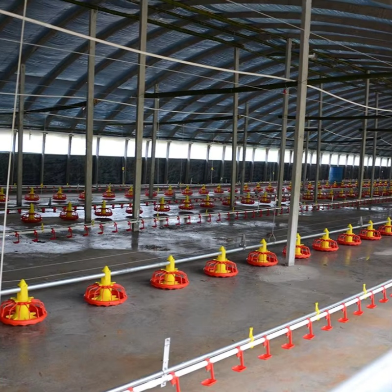 Broiler Floor Farming System with Auto Feeding Manure Removal
