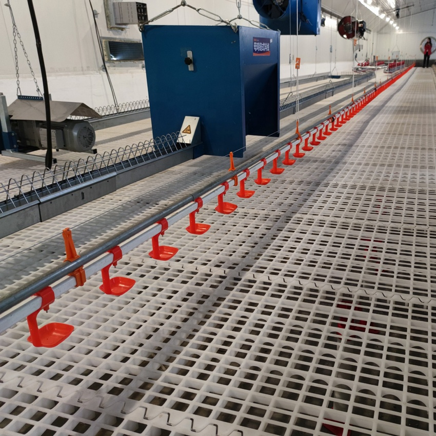 Advanced Poultry Breeder Feeding System for Optimal Growth