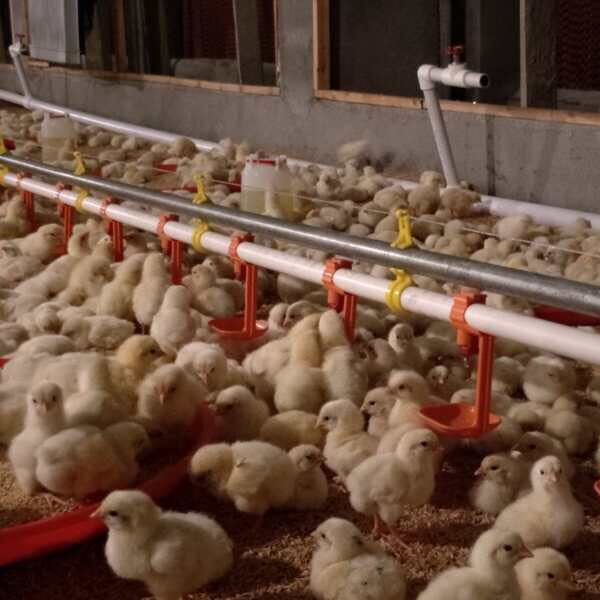 Zambia Broiler Farming Slatted Floor System with Automatic Feeding Pans &amp; Automatic Nipple Drinker
