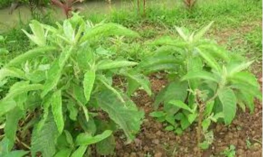 Natural Potency Wound Healing Essential Oil From Sambong (scientific name: Blumea balsamifera)