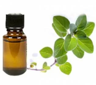 Natural Potency Wound Healing Essential Oil From Sambong (scientific name: Blumea balsamifera)