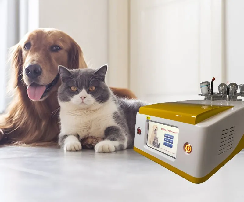 980nm 810nm 1064nm Dispositivo de Alivio del Dolor con Láser de Diodo para Mascotas Menos Ruido