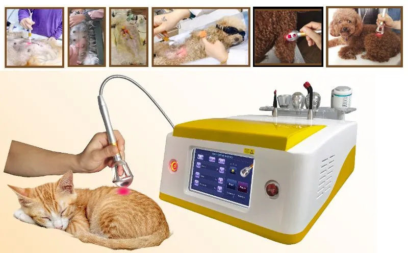 980nm 810nm 1064nm Dispositivo de Alivio del Dolor con Láser de Diodo para Mascotas Menos Ruido