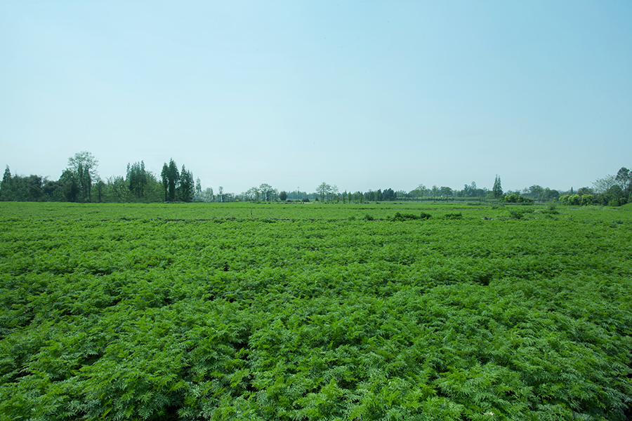 Neo-Green Herbs Green Cycle Concept