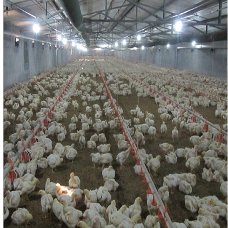 Prefabricated/ Prefab Light Steel Frame Construction Structure Modular Design Frame Chicken Poultry Farm House