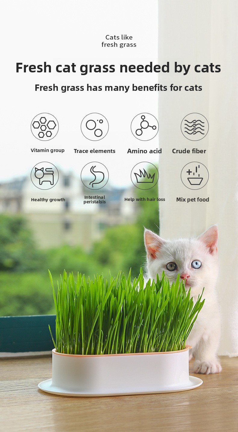 Cat grass growing process