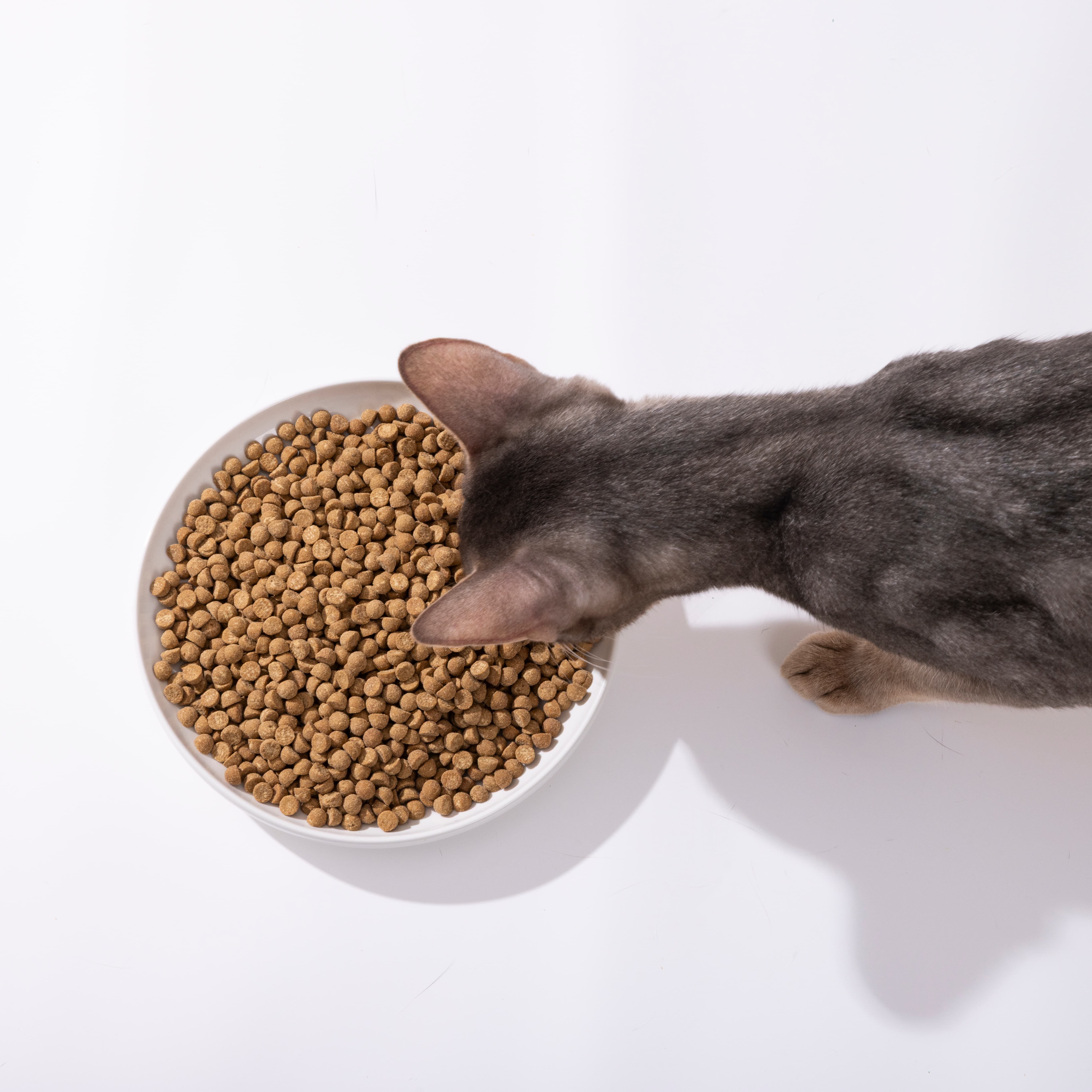 Lovidovi Grain-Free Fresh Chicken Meat Recipe Anti-Allergy Cat Food for All Life Stages Glossy Fur Overall Health OEM ODM Bulk