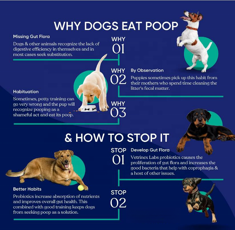 High Protein Muscles Pet Supplement Builder For Dog Weight Gain Soft Chews Immune System Strengthen