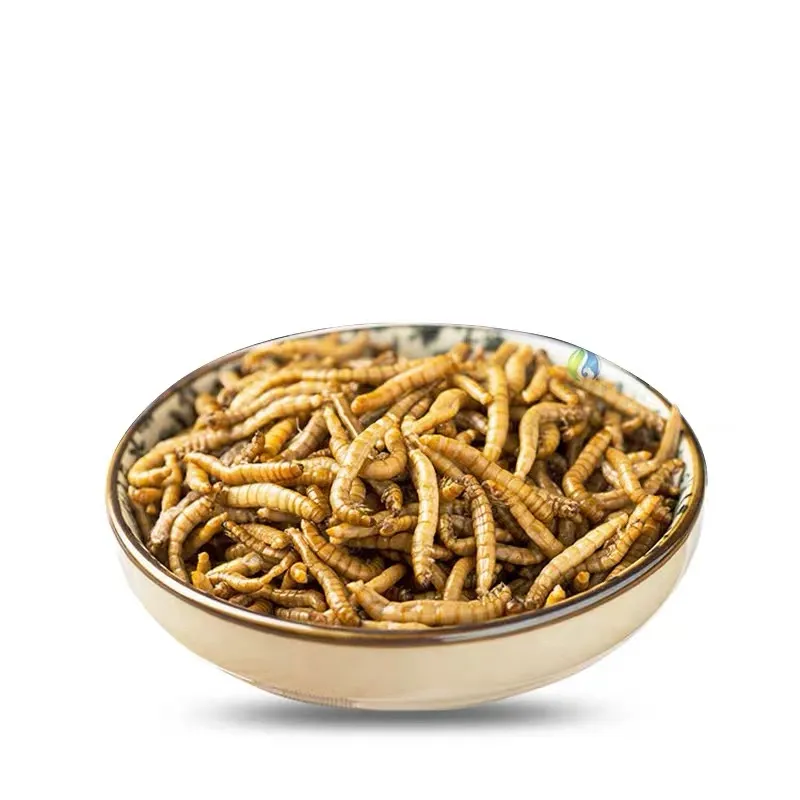 High Nutrition Fresh Mealworms for Poultry Feed