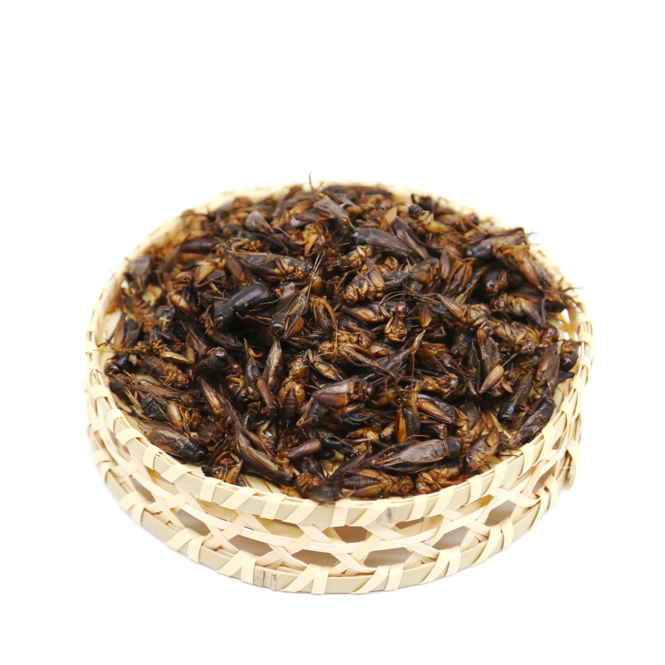 High Nutrition Dried Crickets for Poultry Feed
