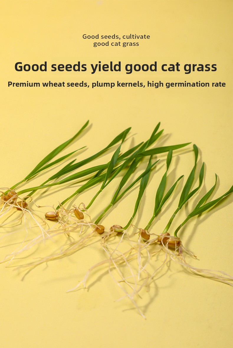 Cat grass product usage