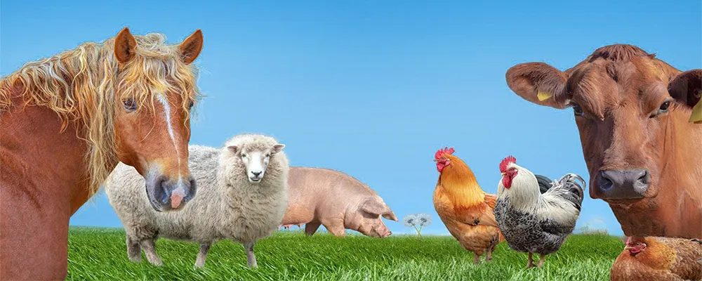 Essential 18g Veterinary Multivitamins for Optimal Animal Nutrition