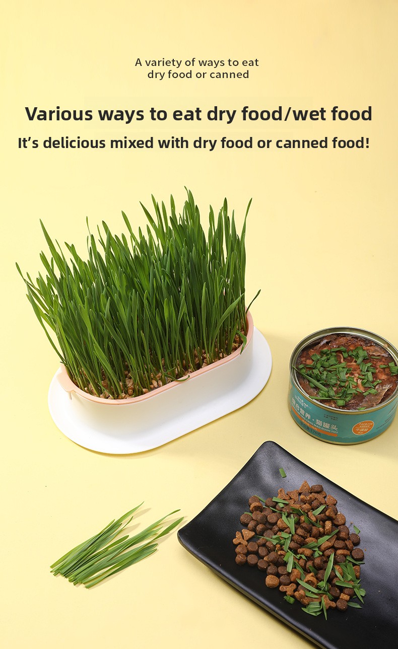 Cat grass cultivation step 1