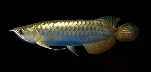Suitable for Aquarium Fish