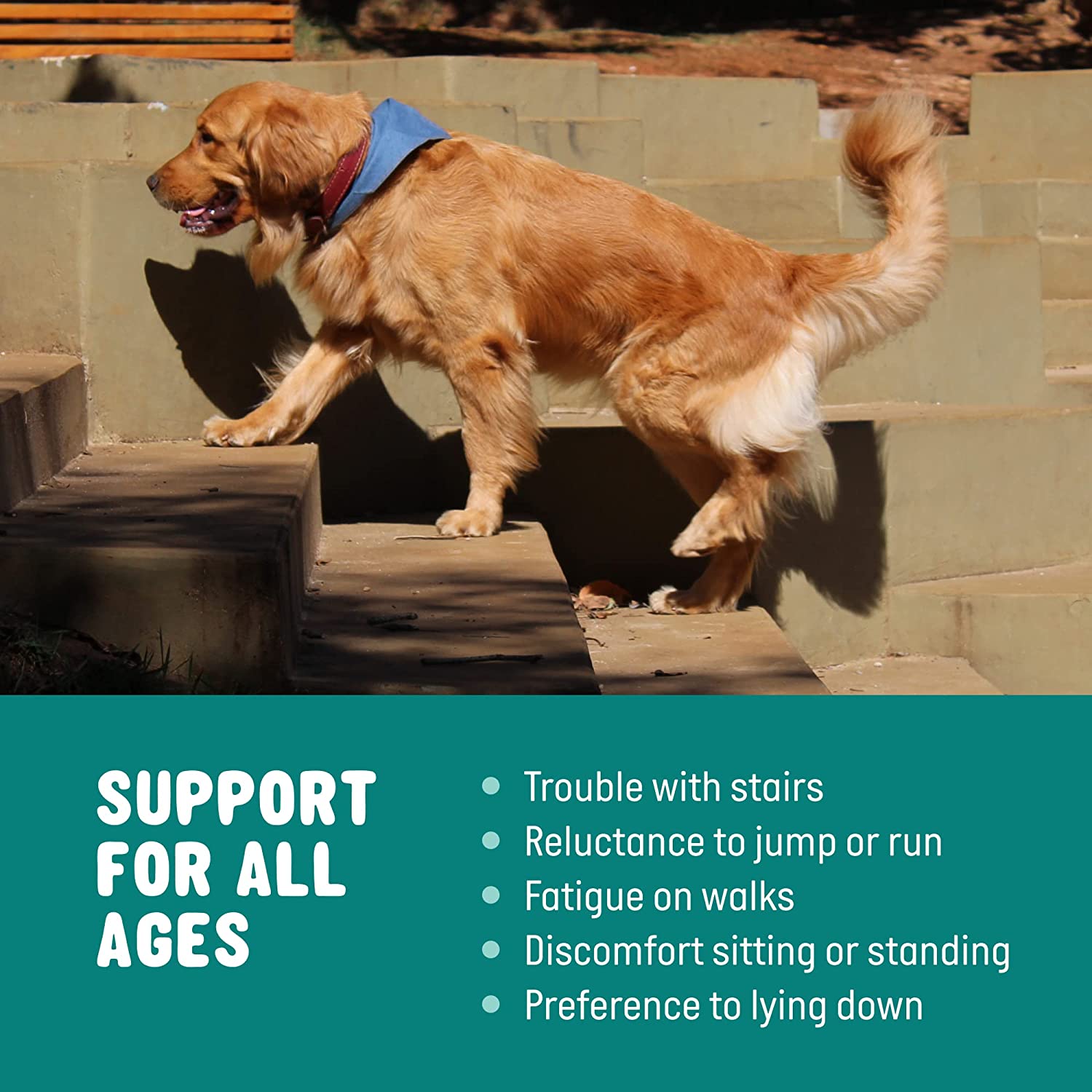 Multifunctional Supplement Dogs Pet Nutritional Supplements Dog Vitamins Pet Vitamins Private Label Dog Vitamins Products