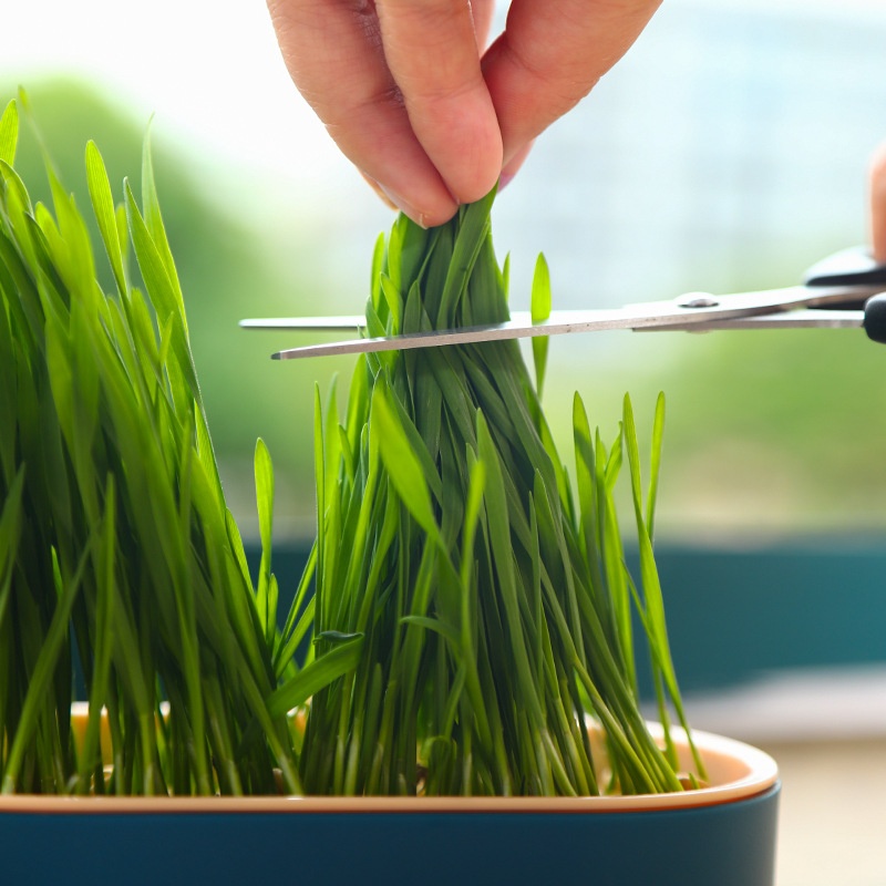 Cat Grass Seed Kit Easy Hydroponic Growing Box Cat Snacks Cat Hairball Remover Pet Supplies Wholesale