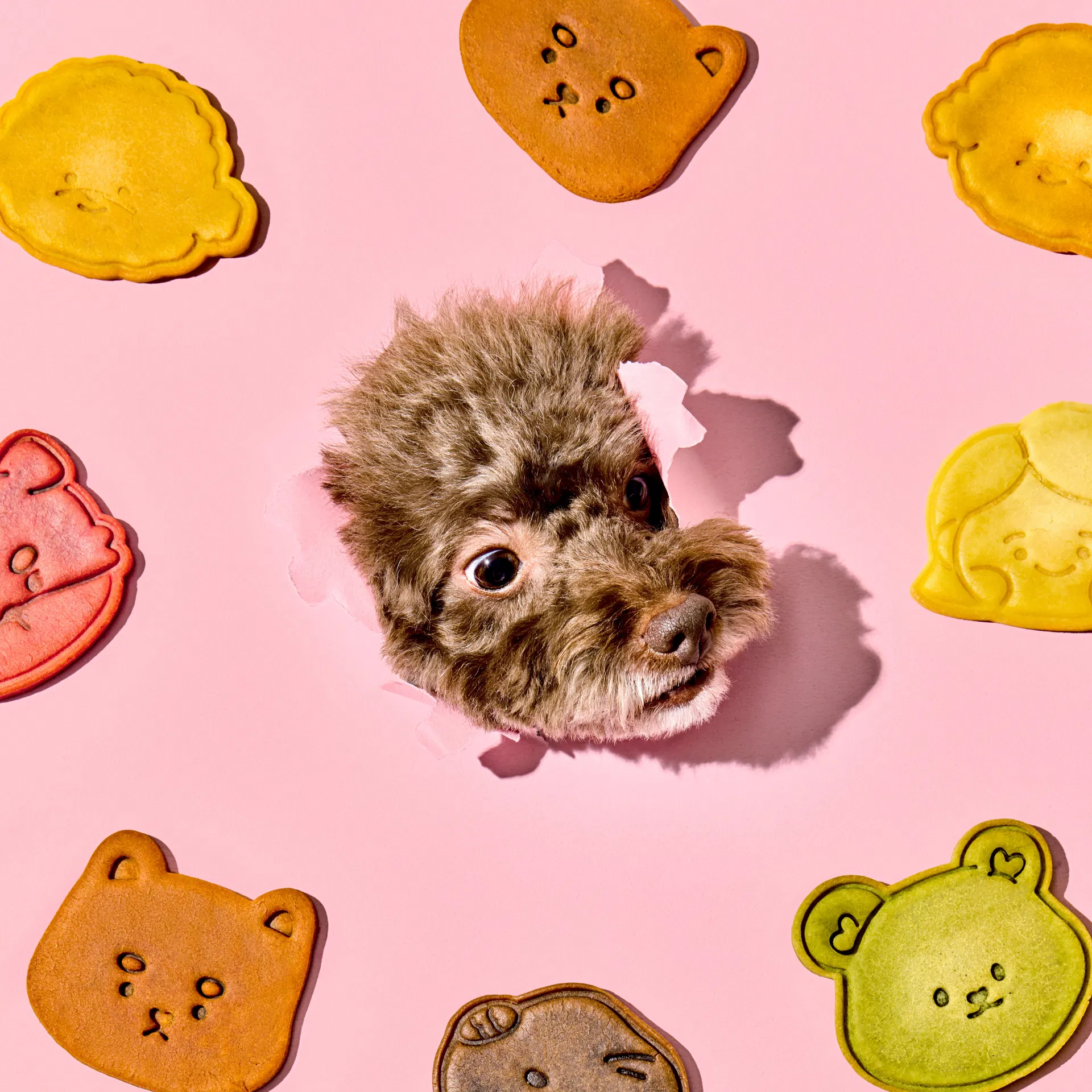 Pet Immunity Treats-Made with China Rice, Olive Oil & Egg, Hypoallergenic Snack for Dogs & Cats