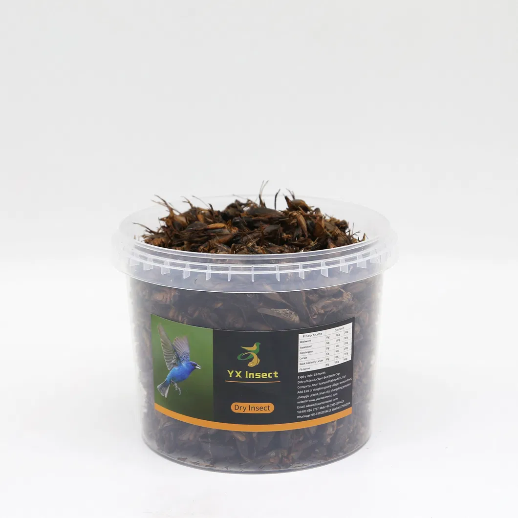 High Nutrition Dried Crickets for Poultry Feed