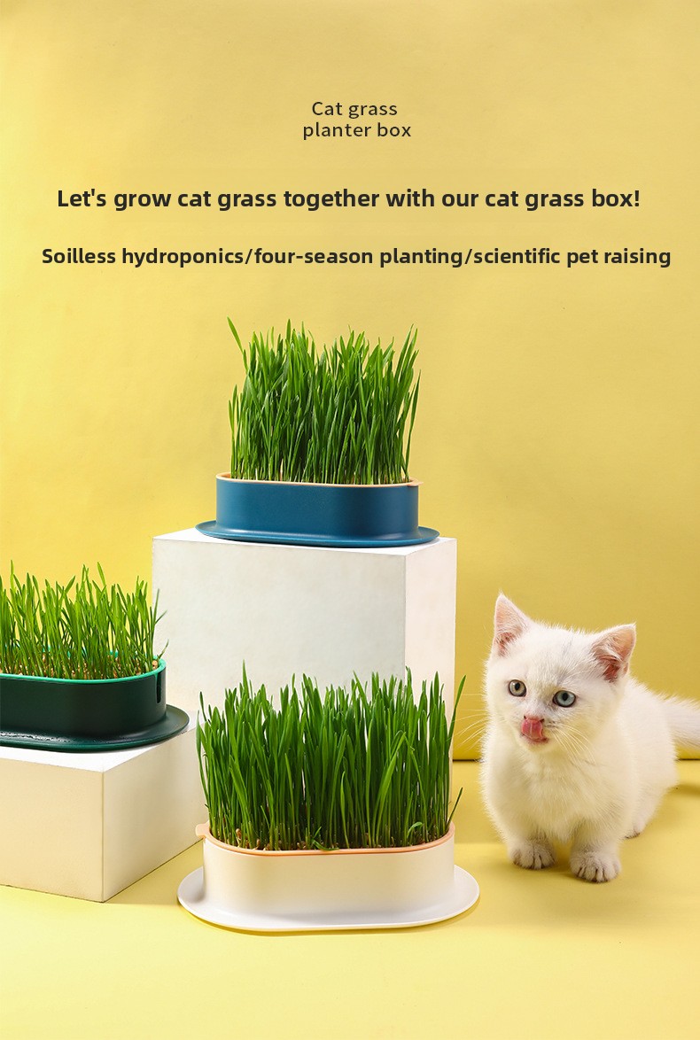 Cat grass box scene
