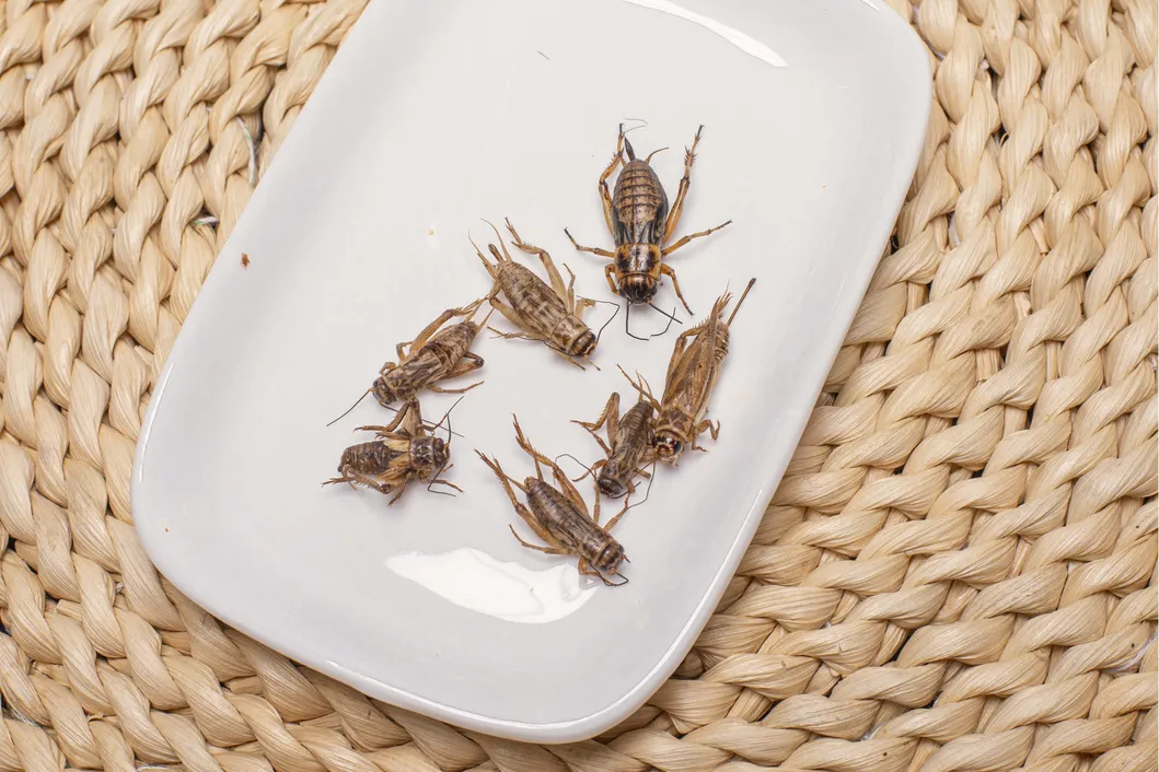 High Nutrition Fresh Crickets for Poultry Feed