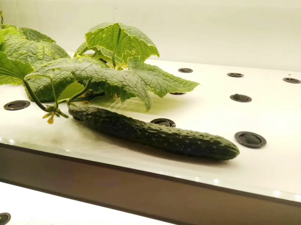 Hydroponics Detail 2