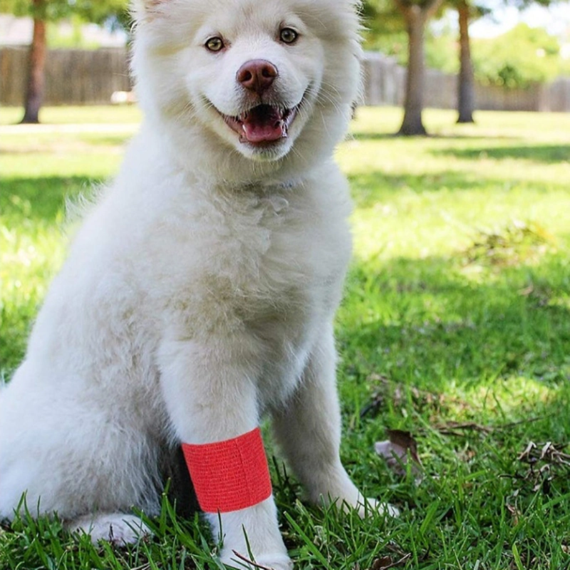 FDA / Ce / ISO Approved Animal Veterinary Pet Outdoor Cohesive Bandage