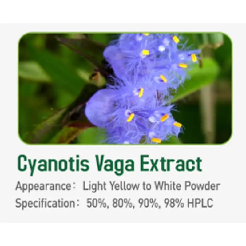 ODM Pure Cyanotis Arachnoides Extract Beta Ecdysterone Powder for Health Supplement Suppliers, Pricelist